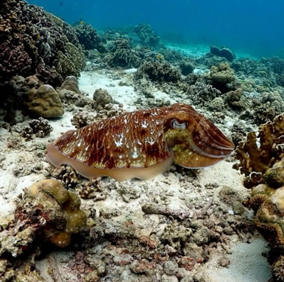 Дайвинг на Пхукете